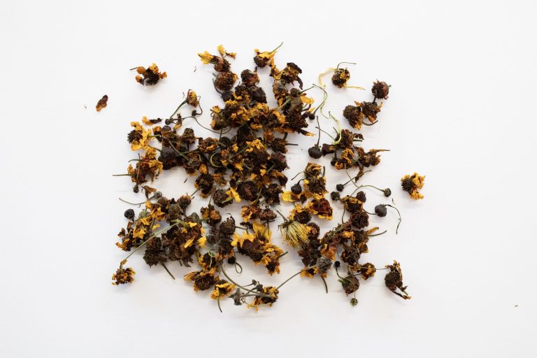 Dried coreopsis flowers spread over white page