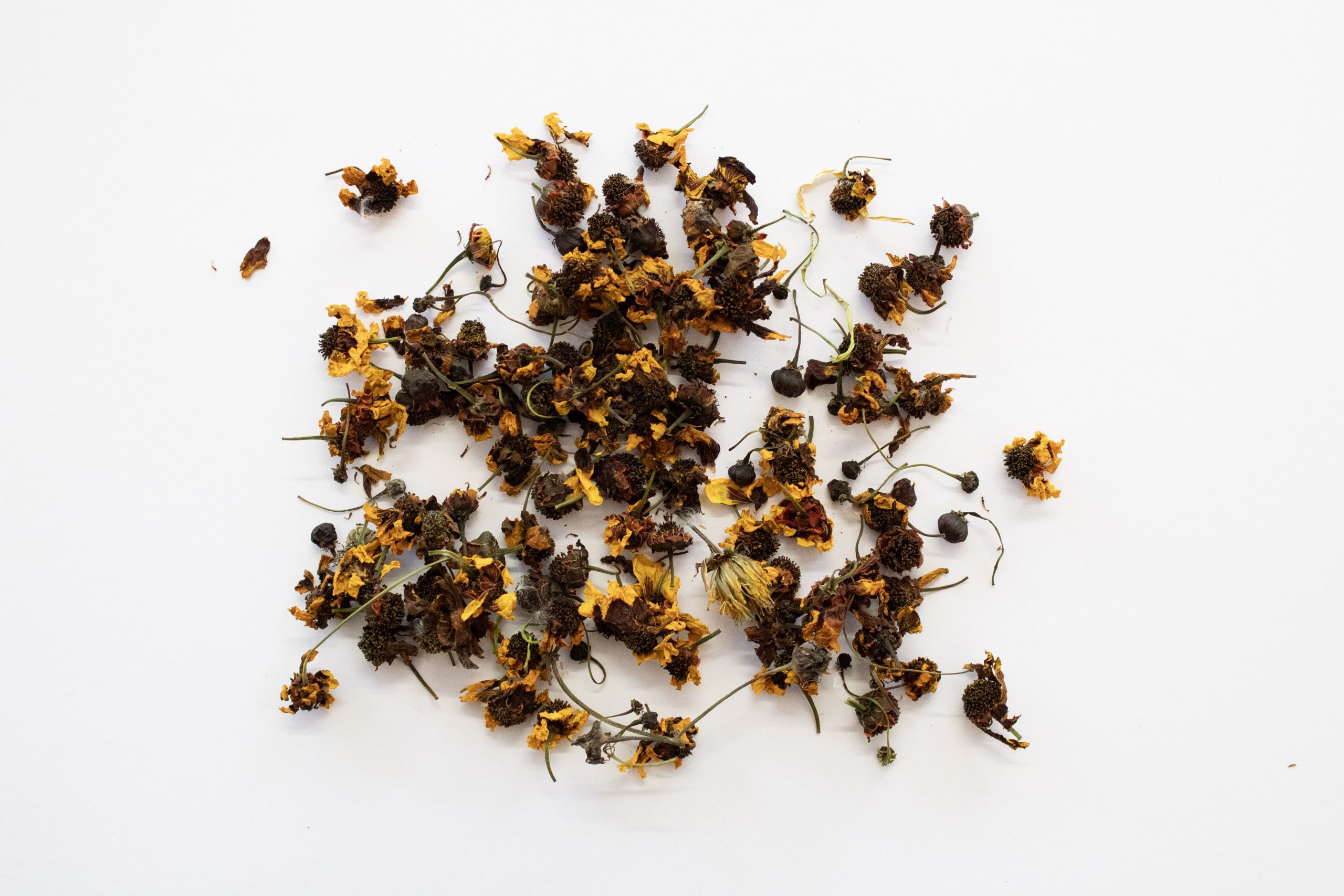 Dried coreopsis flowers spread over white page